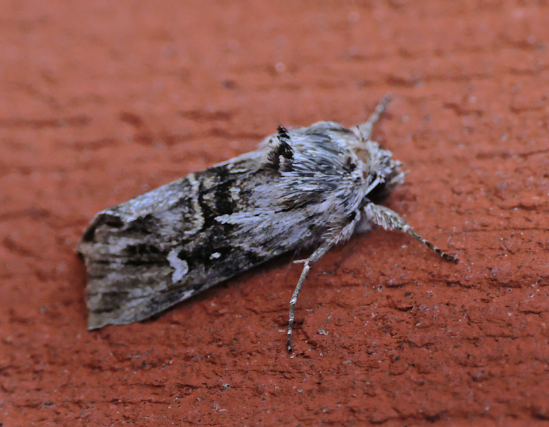 Kappeugle, Calophasia lunula. Toskiftevej. Sundbyvester, Amager d. 1 august 2024. Fotograf; Lars Andersen