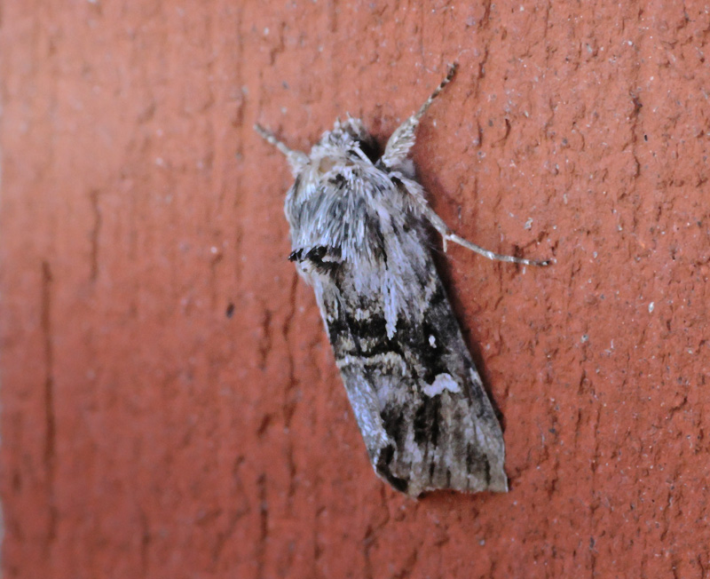 Kappeugle, Calophasia lunula. Toskiftevej. Sundbyvester, Amager d. 1 august 2024. Fotograf; Lars Andersen