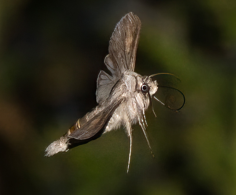 Skuggkapuschongfly / Gr Htteugle, Cucullia umbratica. Rdbyhavn Baneterrn, Lolland d. 26 juni 2024. Fotograf; Tubas Lkkegaard