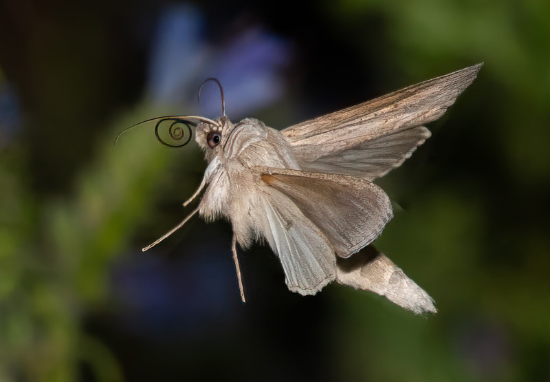 Skuggkapuschongfly / Gr Htteugle, Cucullia umbratica. Rdbyhavn Baneterrn, Lolland d. 26 juni 2024. Fotograf; Tubas Lkkegaard