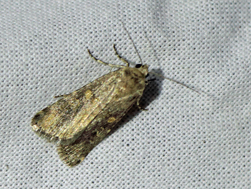 Smalvinget Ugle, Spodoptera exigua (Hbner, 1808). Holtug Kridtbrud d. 7 september 2024. Fotograf: Lars Andersen