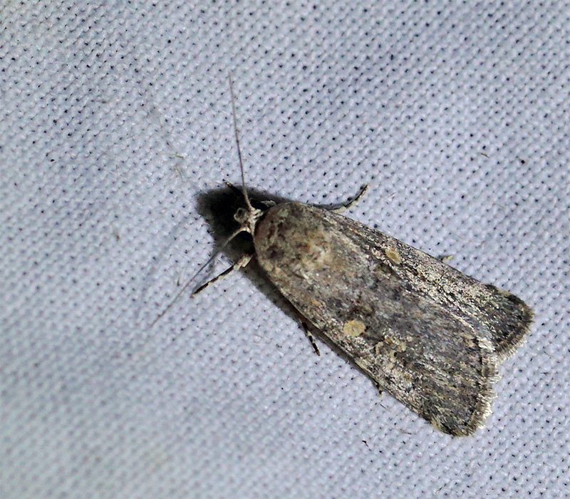 Smalvinget Ugle, Spodoptera exigua (Hbner, 1808). Holtug Kridtbrud d. 7 september 2024. Fotograf: Lars Andersen