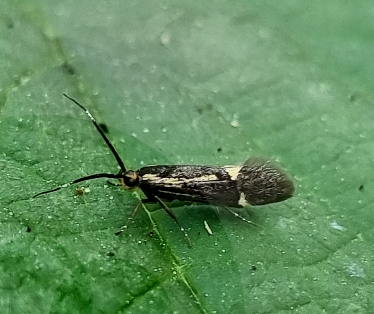 Schwefelgelber Totholzfalter, Esperia sulphurella. Grnjordssen, Amager Flled, Amager d. 15 maj 2024. Fotograf; Oskar Zytnik