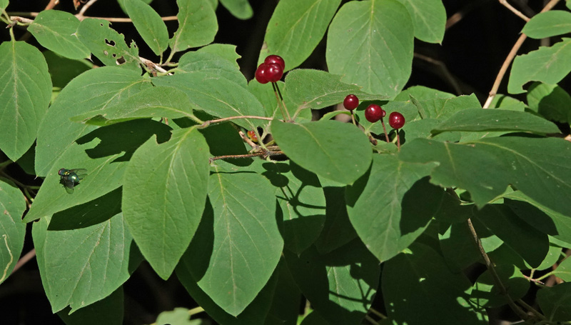 Dunet Gedeblad, Lonicera xylosterum. Kongelunden, Amager d. 29 juli 2024. Fotograf; Lars Andersen