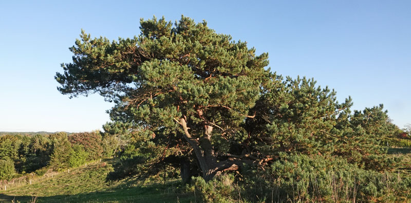 Fyrresvrmer, Sphinx pinastri larve p jord p vej til puppestadie. Melby Overdrev, Nordsjlland d, 5 september 2024. Fotograf: Henrik S. Larsen