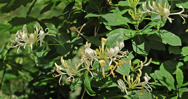 Almindelig Gedeblad, Lonicera periclymenum. Sholt Storskov, Lolland, Danmark d. 7 juni 2024. Fotograf; Lars Andersen