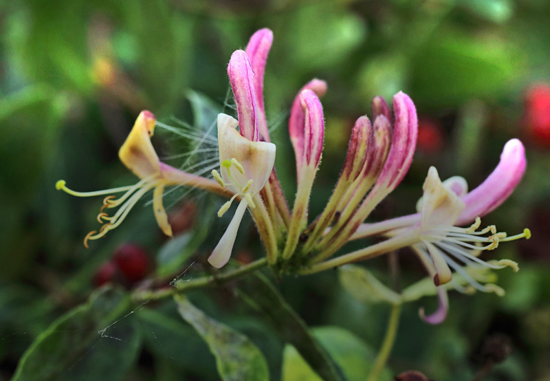 Vild Kaprifolie/Almindelig Gedeblad, Lonicera periclymenum. Klippinge d. 6 september 2024. Fotograf: Lars Andersen