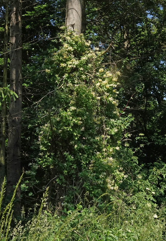 Almindelig Gedeblad, Lonicera periclymenum. Sholt Storskov, Lolland, Danmark d. 1 juni 2024. Fotograf; Lars Andersen