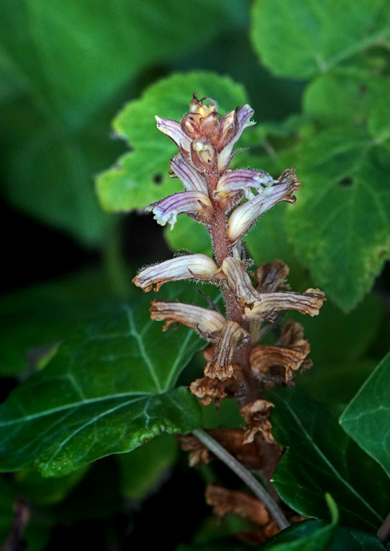 Vedbend-Gyvelkvler, Orobanche hederae. Botanisk Have st for Palmehuset d. 13 sep. 2024. Fotograf: Lars Andersen.