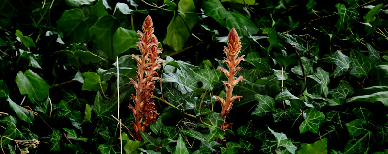 Vedbend-Gyvelkvler, Orobanche hederae. Botanisk Have st for Palmehuset d. 13 sep. 2024. Fotograf: Lars Andersen.