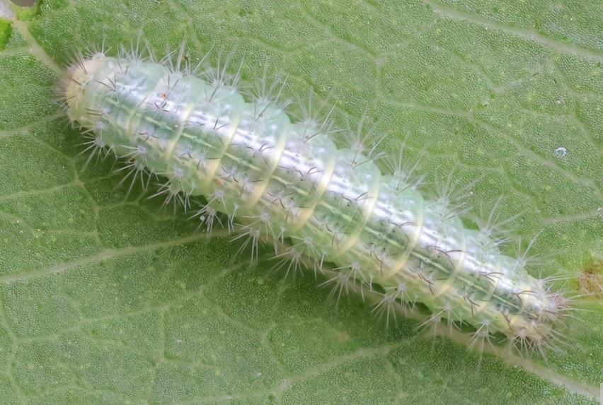 Snerlefjerml, Emmelina monodactyla (Linnaeus, 1758) 7 larver (6-10mm.) Sidder p Pil. Lyngby, rhus, Midtjylland d. 14 august - 16. september 2024. Fotograf: Yvonne Bloch 