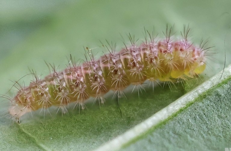 Snerlefjerml, Emmelina monodactyla (Linnaeus, 1758) 7 larver (6-10mm.) Sidder p Pil. Lyngby, rhus, Midtjylland d. 14 august - 16. september 2024. Fotograf: Yvonne Bloch 