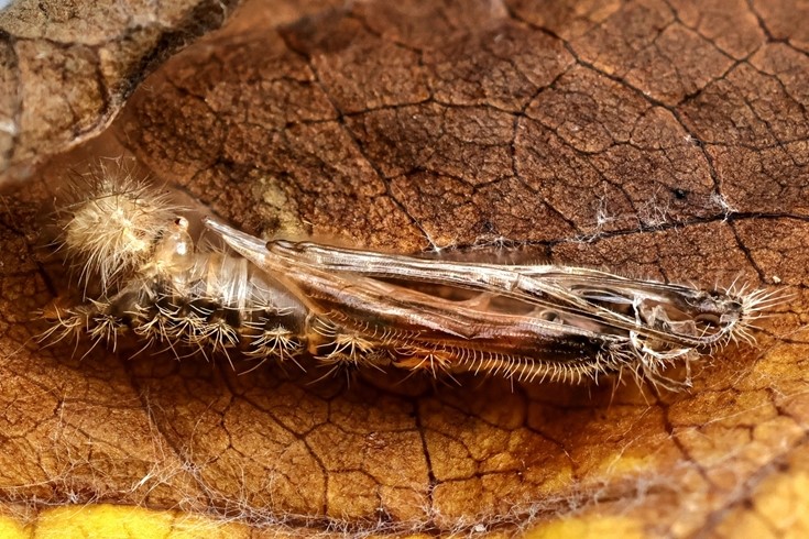 Snerlefjerml, Emmelina monodactyla (Linnaeus, 1758) 7 larver (6-10mm.) Sidder p Pil. Lyngby, rhus, Midtjylland d. 14 august - 16. september 2024. Fotograf: Yvonne Bloch 