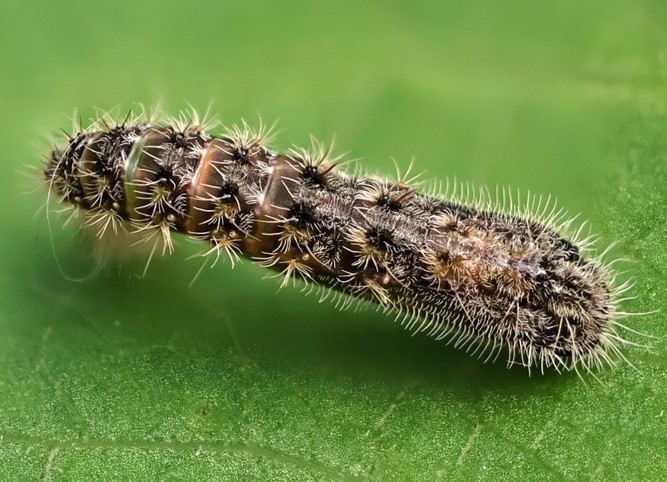 Snerlefjerml, Emmelina monodactyla (Linnaeus, 1758) 7 larver (6-10mm.) Sidder p Pil. Lyngby, rhus, Midtjylland d. 14 august - 16. september 2024. Fotograf: Yvonne Bloch 