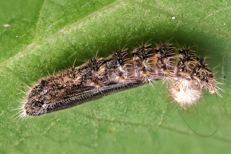 Snerlefjerml, Emmelina monodactyla (Linnaeus, 1758) 7 larver (6-10mm.) Sidder p Pil. Lyngby, rhus, Midtjylland d. 14 august - 16. september 2024. Fotograf: Yvonne Bloch 