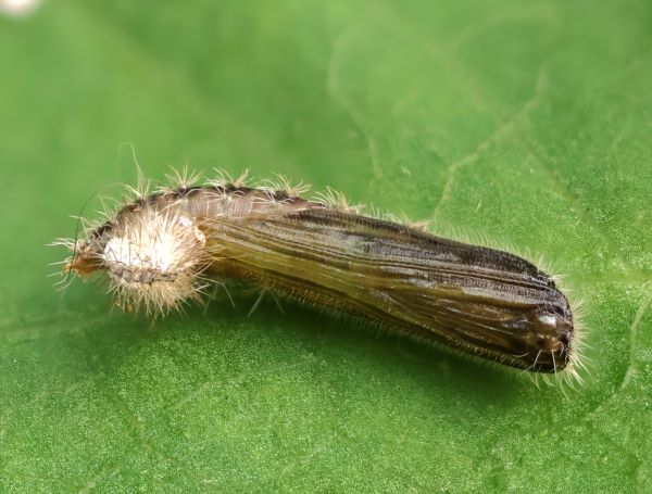 Snerlefjerml, Emmelina monodactyla (Linnaeus, 1758) 7 larver (6-10mm.) Sidder p Pil. Lyngby, rhus, Midtjylland d. 14 august - 16. september 2024. Fotograf: Yvonne Bloch 