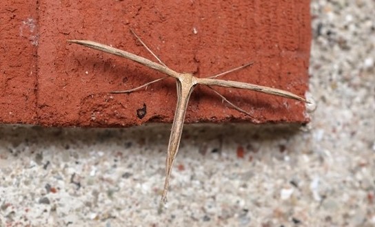 Snerlefjerml, Emmelina monodactyla (Linnaeus, 1758). Toskiftevej. Sundbyvester, Amager d. 29 oktober 2024. Fotograf; Lars Andersen