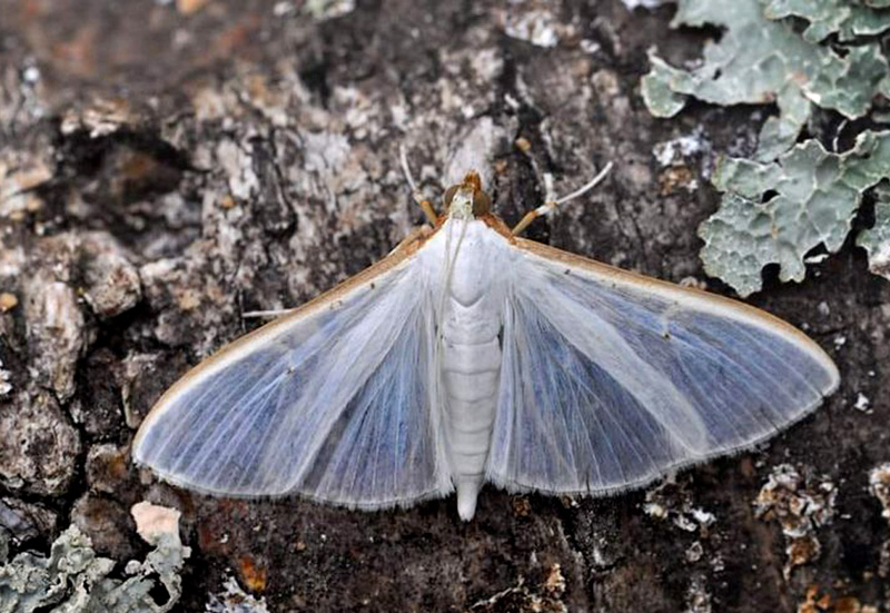 Hvidt Halvml, Palpita vitrealis (Rossi, 1794). Balkalund, Bornholm d. 8 september 2024, Fotograf: Michael Stoltze