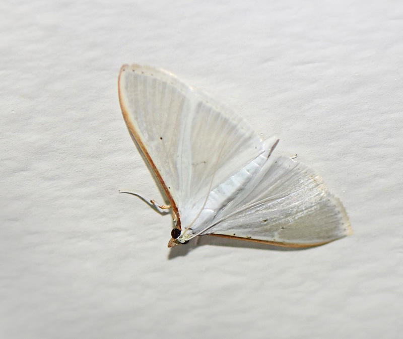 Hvidt Halvml, Palpita vitrealis (Rossi, 1794). Ordrup. Nordsjlland d. 8 september 2024. Fotograf: Birgitte Rhmann