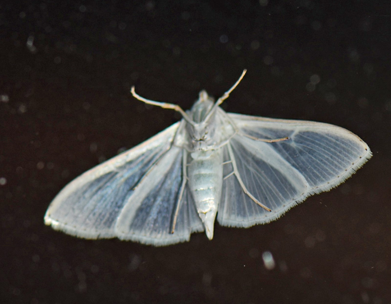 Hvidt Halvml, Palpita vitrealis (Rossi, 1794). Ordrup. Nordsjlland d. 8 september 2024. Fotograf: Birgitte Rhmann