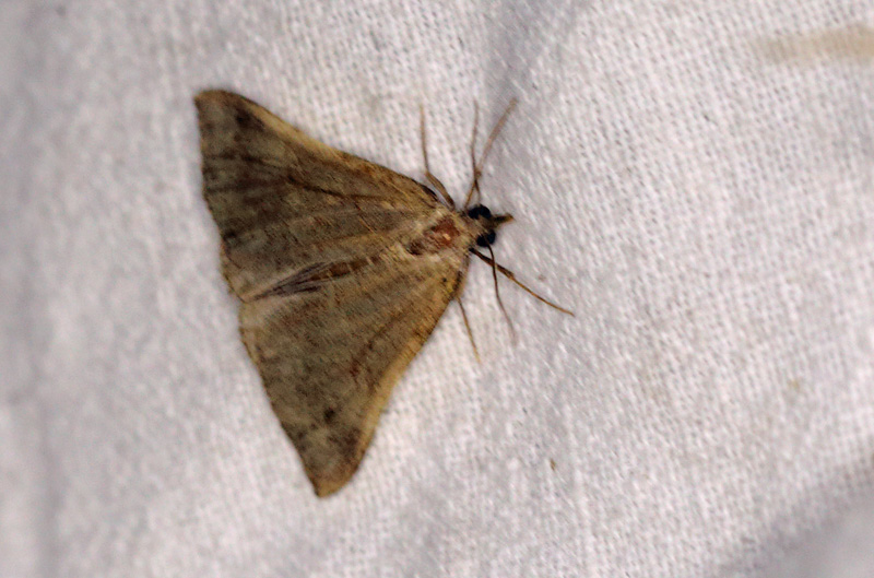 Nbugle, Hypena proboscidalis. Se nattens dyr i Holtug Kridtbrud d. 7 september 202. Fotograf: Lars Andersen