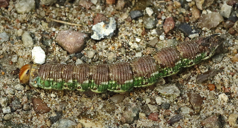 Fyrresvrmer, Sphinx pinastri larve p jord p vej til puppestadie. Melby Overdrev, Nordsjlland d, 5 september 2024. Fotograf: Henrik S. Larsen