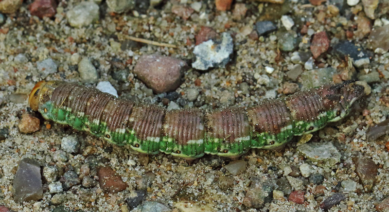 Fyrresvrmer, Sphinx pinastri larve p jord p vej til puppestadie. Melby Overdrev, Nordsjlland d, 5 september 2024. Fotograf: Henrik S. Larsen