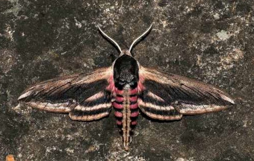 Ligustersvrmer, Sphinx ligustri (Linnaeus, 1758) Imago omkringflyvende.Kvrkeby, Ringsted, Sjlland d. 18. juni 2024. Fotograf: Kim Fjellerad Vognsen