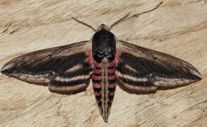 Ligustersvrmer, Sphinx ligustri (Linnaeus, 1758) Imago omkringflyvende.Kvrkeby, Ringsted, Sjlland d. 18. juni 2024. Fotograf: Kim Fjellerad Vognsen