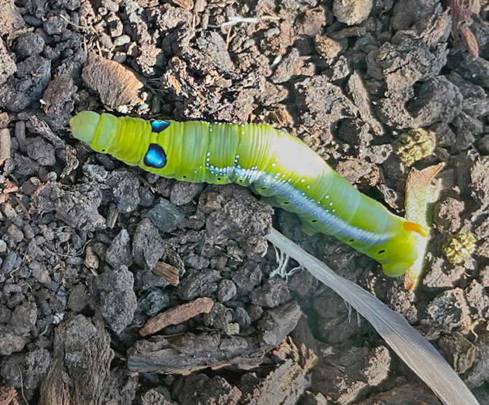 Oleandersvrmer, Daphnis nerii (Linnaeus, 1758) 15 larver. Lkken, Hjrring, Nordjylland 28. august 2024. Fotograf: Merete Lehmann Andersen