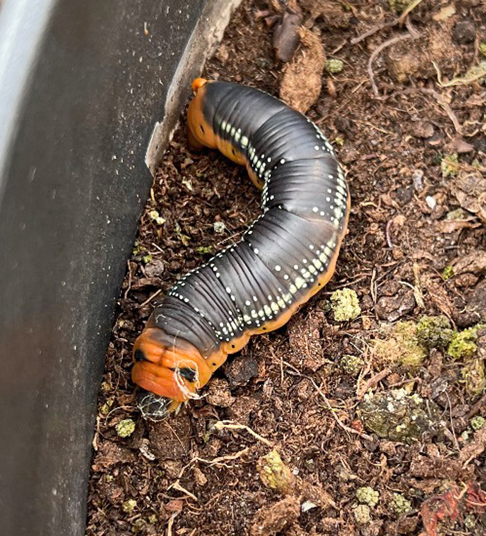 Oleandersvrmer, Daphnis nerii (Linnaeus, 1758) 15 larver. Lkken, Hjrring, Nordjylland 28. august 2024. Fotograf: Merete Lehmann Andersen