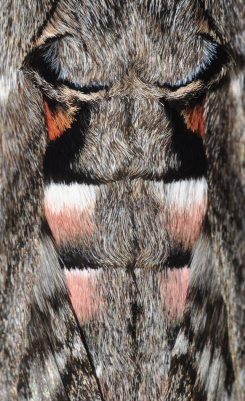 Snerlesvrmer, Agrius convolvuli (Linnaeus, 1758).Balkalund, Bornholm d. 8 september 2024, Fotograf: Michael Stoltze