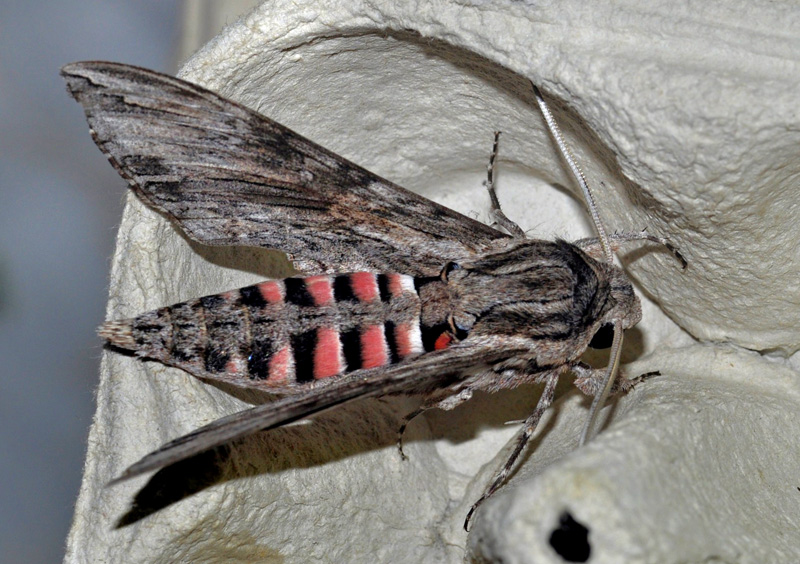 Snerlesvrmer, Agrius convolvuli (Linnaeus, 1758).Balkalund, Bornholm d. 8 september 2024, Fotograf: Michael Stoltze