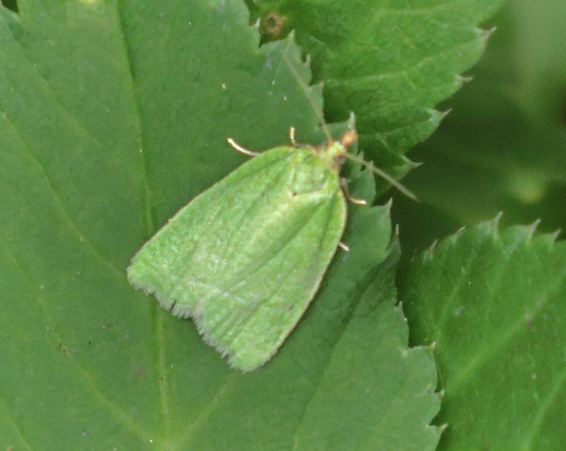 Egevikler, Tortrix viridana. Familie: Viklere, Tortricidae. Tortricinae. Kongelunden, Amager d. 16 juni 2024. Fotograf; Lars Andersen