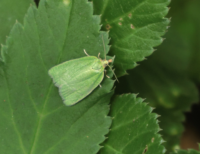 Egevikler, Tortrix viridana. Familie: Viklere, Tortricidae. Tortricinae. Kongelunden, Amager d. 16 juni 2024. Fotograf; Lars Andersen