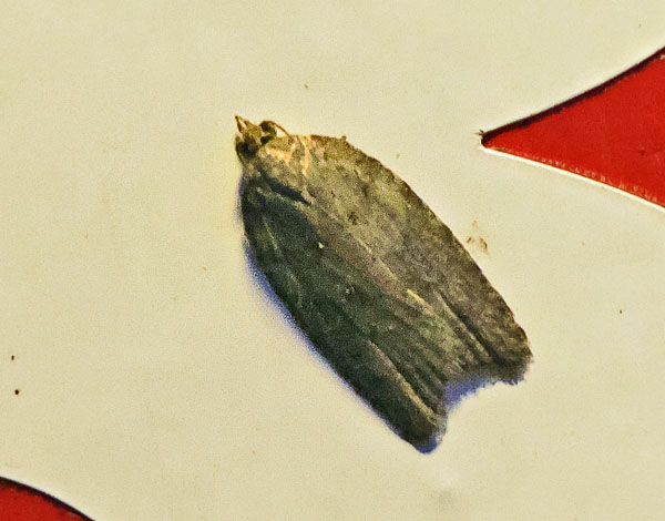 Foranderlig Vikler, Acleris hastiana (Linnaeus, 1758). Familien Viklere, Tortricidae. Toskiftevej, Sundby, Amager d. 16 oktober 2024. Fotograf: Lars Andersen