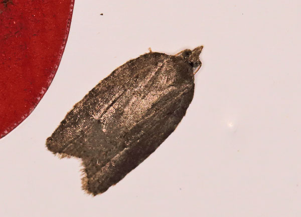 Foranderlig Vikler, Acleris hastiana (Linnaeus, 1758). Familien Viklere, Tortricidae. Toskiftevej, Sundby, Amager d. 16 oktober 2024. Fotograf: Lars Andersen