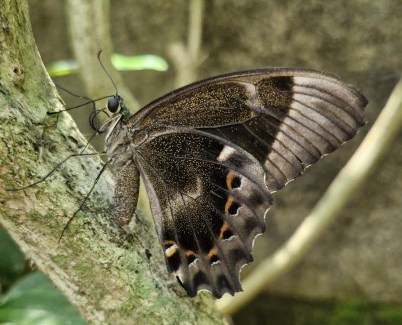 Paris Peacock, Papilio paris ssp. tenggerensis (Fruhstorfer, 1893) male. Bali. Indonesia october 2024. Photographer: Henrik S, Larsen