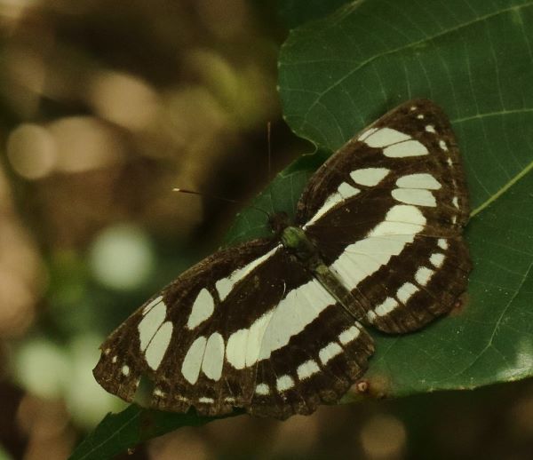 Paris Peacock, Papilio paris ssp. tenggerensis (Fruhstorfer, 1893) male. Bali. Indonesia october 2024. Photographer: Henrik S, Larsen