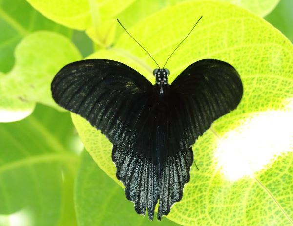 Great Mormon, Papilio memnon ssp. merapu (Doherty, 1891). TL: Sumba Isl. .male.Bali. Indonesia october 2024. Photographer: Henrik S. Larsen