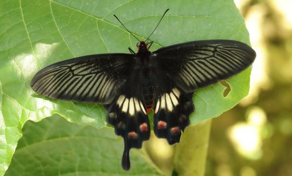 Pachliopta adamas (Zinken, 1831). Wikipedia.Bali. Indonesia october 2024. Photographer: Henrik S. Larsen