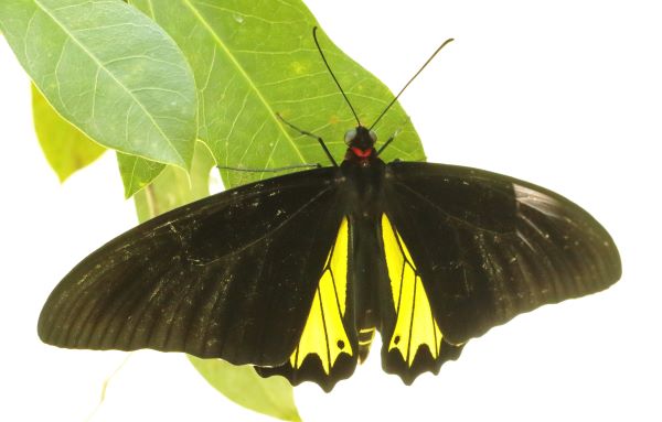 Common Birdwing, Troides helena ssp. helena (Linnaeus, 1758). TL. Java, Bali. Wikipedia.Bali. Indonesia october 2024. Photographer: Henrik S. Larsen