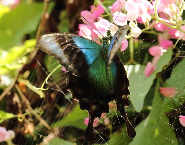 Paris Peacock, Papilio paris ssp. tenggerensis (Fruhstorfer, 1893) male. Bali. Indonesia october 2024. Photographer: Henrik S, Larsen