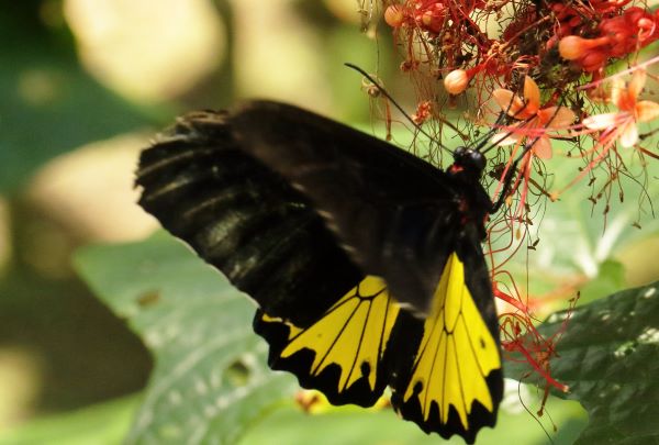 Common Birdwing, Troides helena ssp. helena (Linnaeus, 1758). TL. Java, Bali. Wikipedia.Bali. Indonesia october 2024. Photographer: Henrik S. Larsen