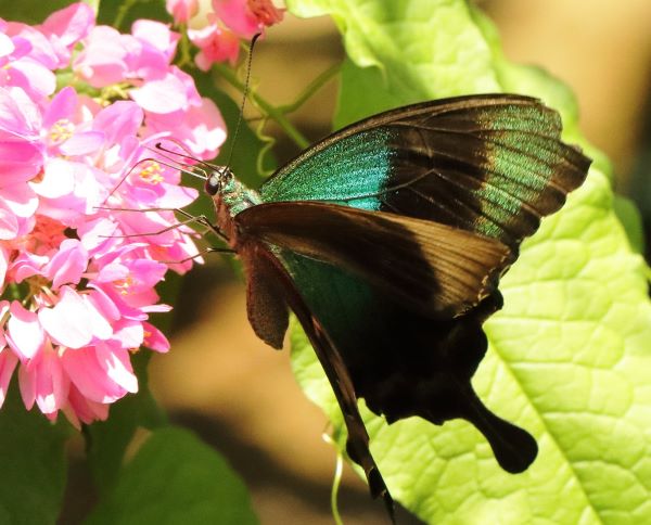 Paris Peacock, Papilio paris ssp. tenggerensis (Fruhstorfer, 1893) male. Bali. Indonesia october 2024. Photographer: Henrik S, Larsen