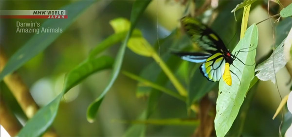 Queen Alexandra's Birdwing, Ornithoptera alexandrae (Rothschild, 1907) male.NMK World, Japan. Broadcast on October 6, 2024 / Available until January 6, 2025.