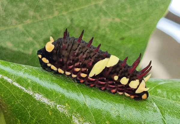 Mimoides ariarathes ssp. gayi (Lucas, 1852). Caranavi, Yungas, Bolivia december 2, 2024. Photographer; Peter Mllmann