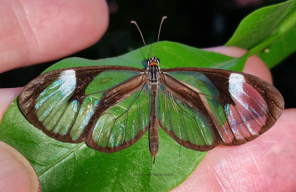 Ithomia lichyi ssp. neivai (R.F. d'Almeida, 1940). Caranavi, Yungas, Bolivia december 3, 2024. Photographer; Peter Mllmann