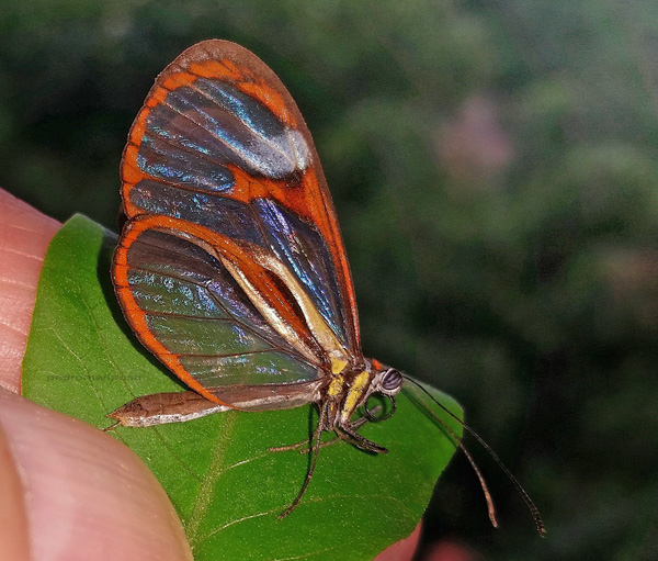 Ithomia lichyi ssp. neivai (R.F. d'Almeida, 1940). Caranavi, Yungas, Bolivia december 3, 2024. Photographer; Peter Mllmann