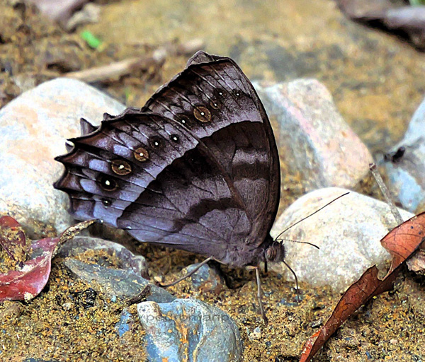 Thamyra Satyr, Taygetis thamyra (Cramer, 1779). Garrapatuni, Caranavi Valley, Yungas, Bolivia d. 5 December 2024. Photographer: Peter Mllmann.